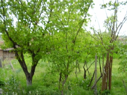 Property Description