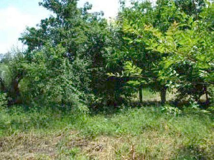 Property Description